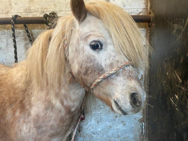 rogalik (8)