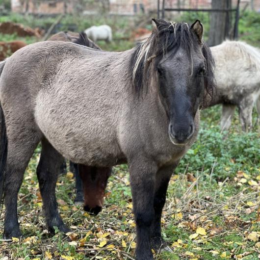 Szafir_adopcja_wirtualna