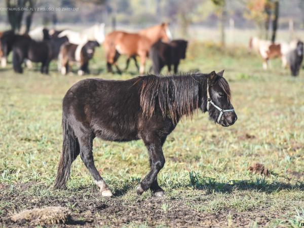 kuc-to-czy-mamut087