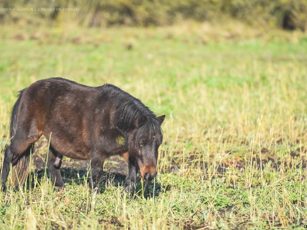 kuc-to-czy-mamut056