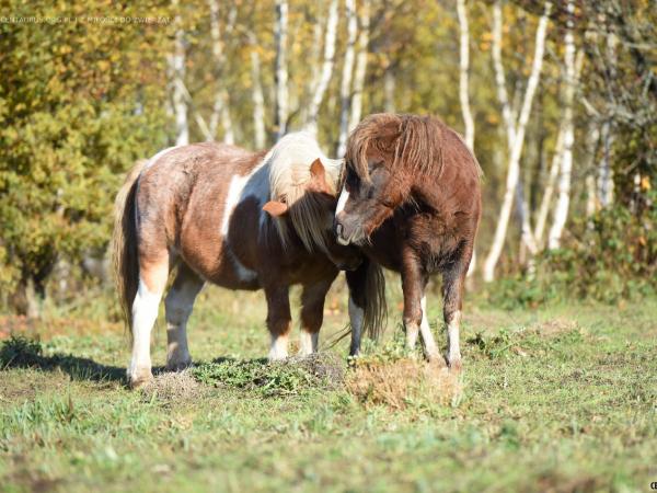 kuc-to-czy-mamut044