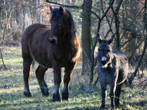 Adopcje-realne-porcja-zdjec188