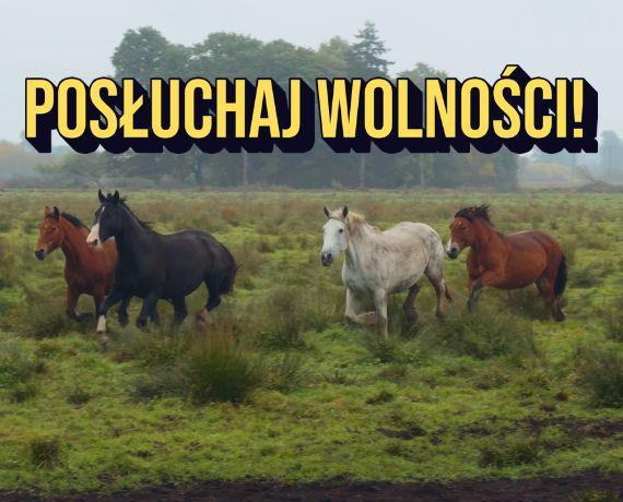 3. Tak brzmi wolność - Konie Centaurusa jesienią