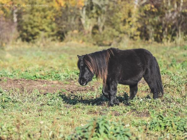 kuc-to-czy-mamut114