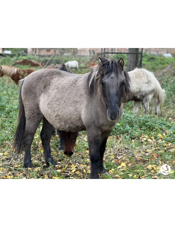 Szafir_adopcja_wirtualna