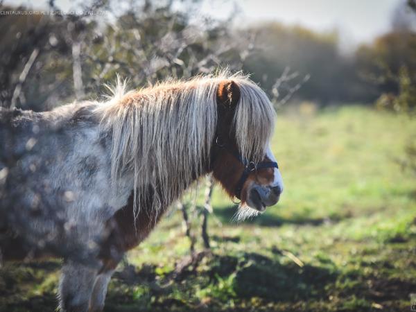 kuc-to-czy-mamut015