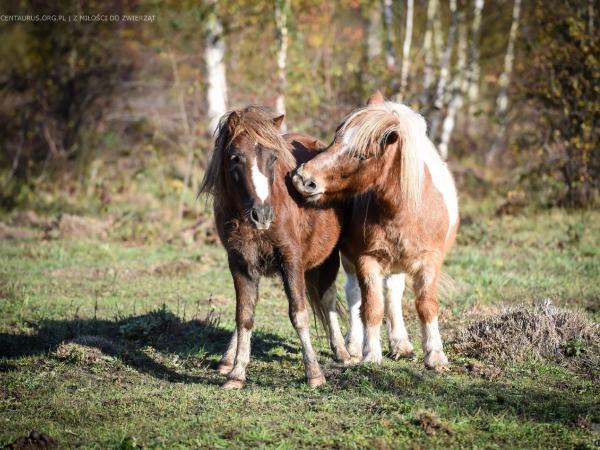 kuc-to-czy-mamut045