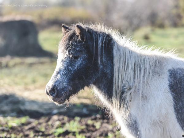 kuc-to-czy-mamut089