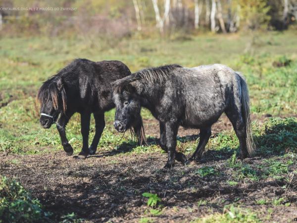 kuc-to-czy-mamut134