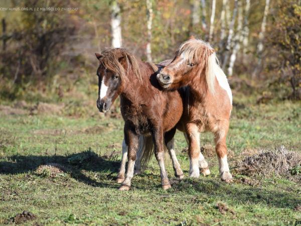 kuc-to-czy-mamut036