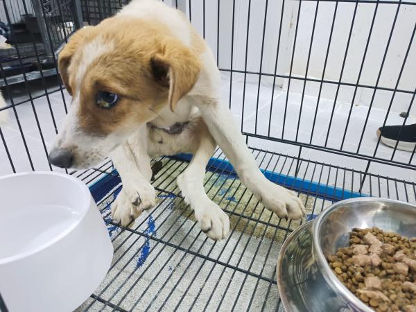 Misho (6)