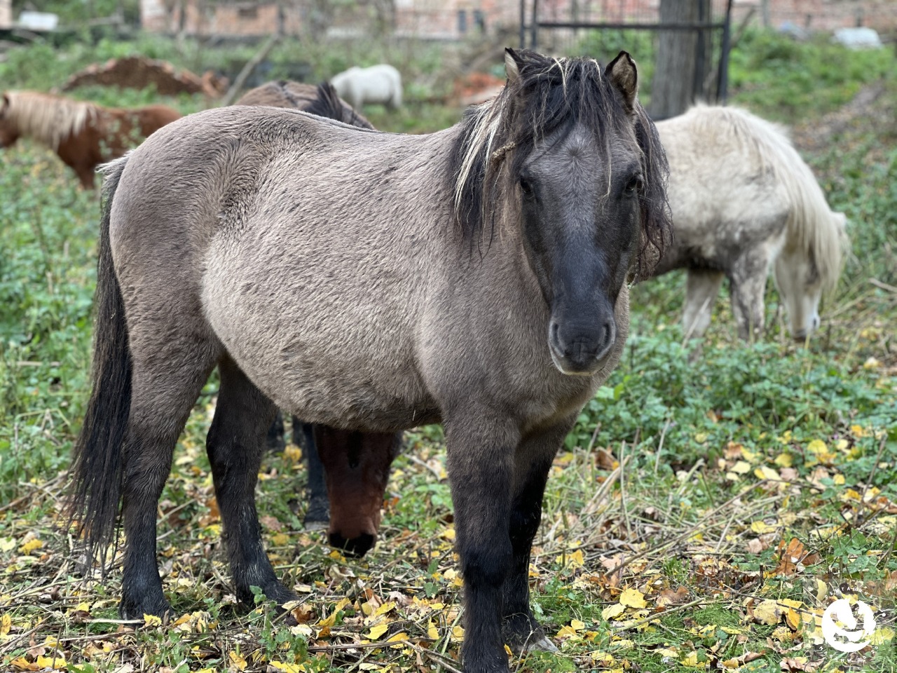 Szafir_adopcja_wirtualna.jpg